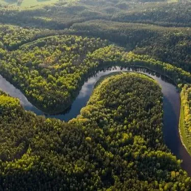 aerial view of green trees and river during daytime