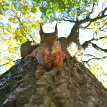 A squirrel on green leafed tree looking at the camera lens.