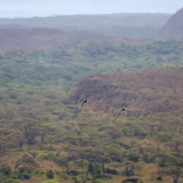Couple of birds flying over lush green hillside