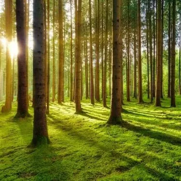 green grass field with trees during daytime