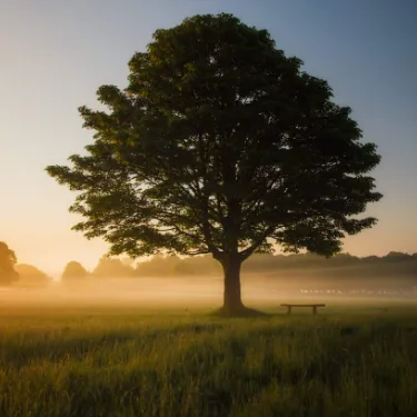green leafed tree surrounded by fog during daytime with a single bench underneath it