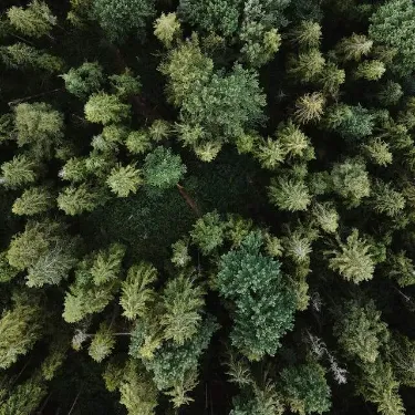 Birds-eye view of green pine tree's.