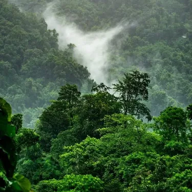 Landscape photo of trees-on mountain