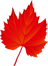 picture of a small red leaf