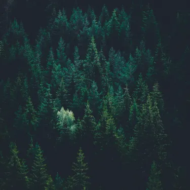 Scenery of forest trees